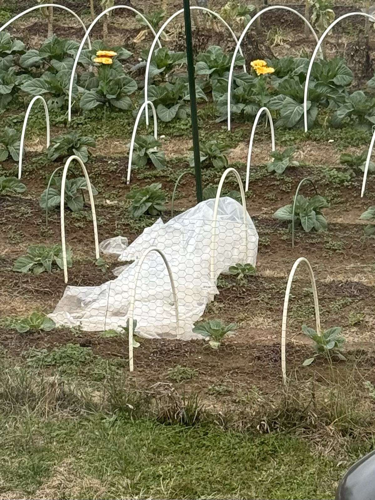 The Season of Preparation — Why What You Do Before the Frost Matters